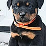 rottweiler, puppy, dog, black, brown, orange_collar, pet, animal, outdoor, concrete, door, young, cute, sitting, fur, ears, face, portrait, canine, companion