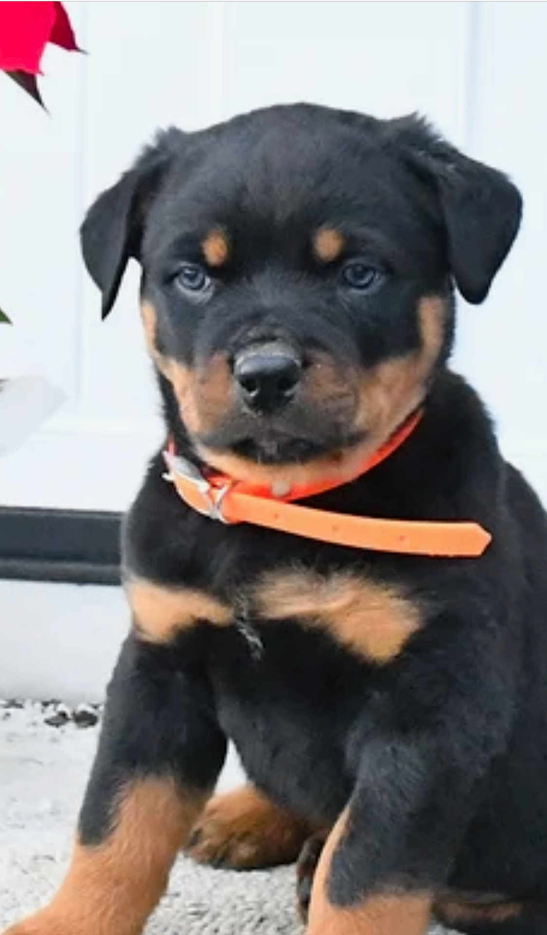 Rocky is registered to the contest to win money with this photo: rottweiler, puppy, dog, black, brown, orange_collar, pet, animal, outdoor, concrete, door, young, cute, sitting, fur, ears, face, portrait, canine, companion