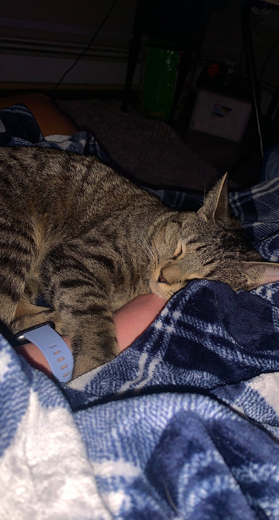 Chucky joined the competition — help win amazing prizes! carnivore, cat, claw, comfort, domestic_short_haired_cat, felidae, fur, grey, human_leg, linens, military_camouflage, nap, pattern, paw, sleep, small_to_medium_sized_cats, snout, tail, tree, whiskers