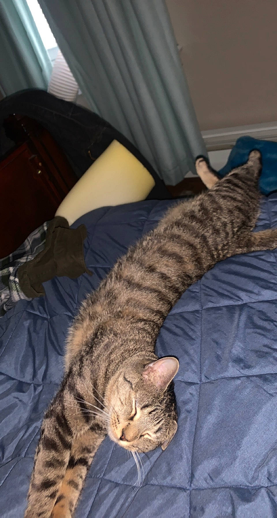 Chucky is registered to the contest to win money with this photo: bed, carnivore, cat, cat_bed, claw, comfort, couch, curtain, domestic_short_haired_cat, felidae, fur, linens, nap, paw, sleep, small_to_medium_sized_cats, tail, terrestrial_animal, textile, whiskers