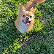 Stitch a rejoint le concours — aidez-le/la à gagner de superbes lots ! dog, small_dog, happy, tongue_out, grass, outdoor, sunlight, pet, canine, fluffy, brown_fur, nature, summer, playful, animal, cute, joyful, looking_up, daytime, grass_field