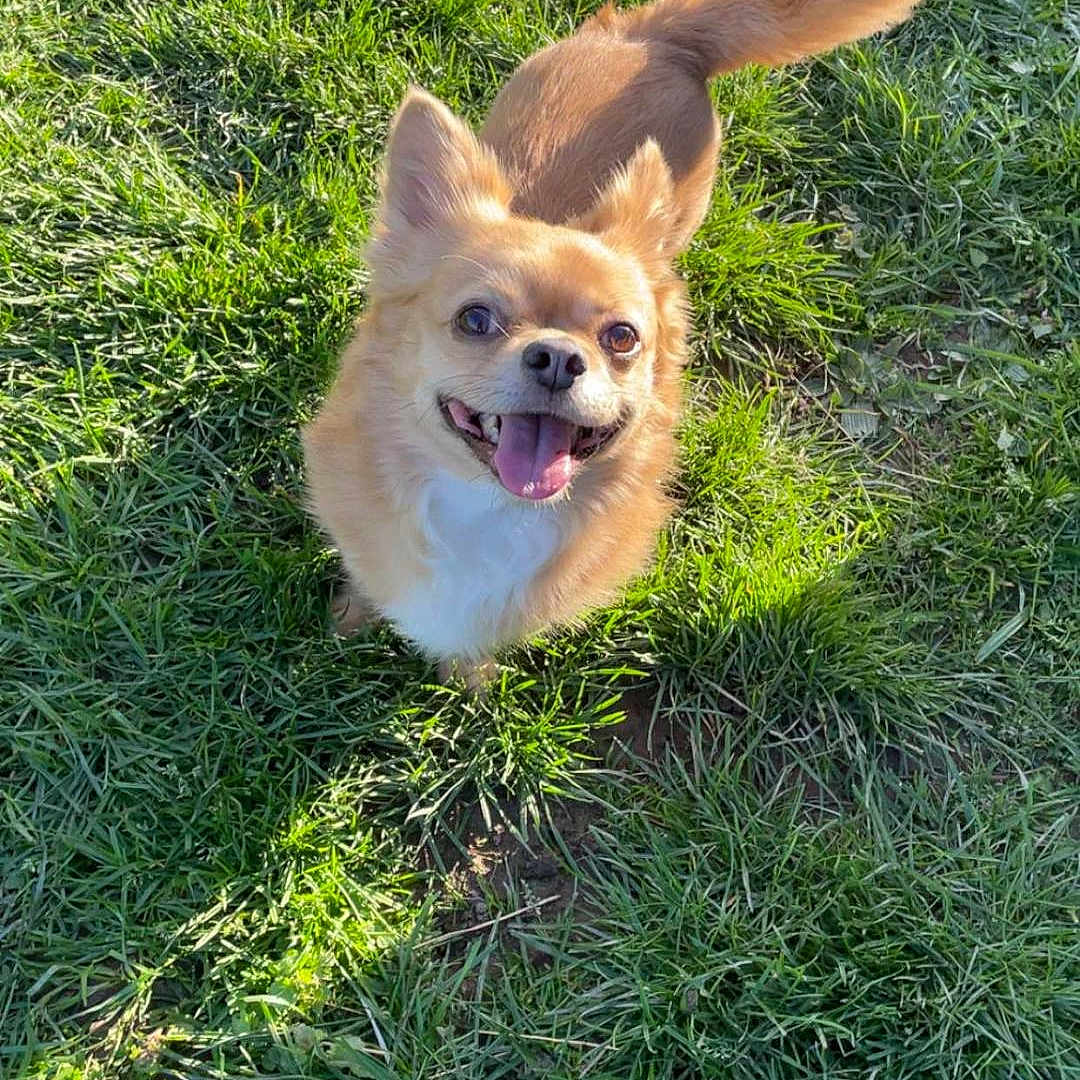 Stitch a rejoint le concours — aidez-le/la à gagner de superbes lots ! dog, small_dog, happy, tongue_out, grass, outdoor, sunlight, pet, canine, fluffy, brown_fur, nature, summer, playful, animal, cute, joyful, looking_up, daytime, grass_field