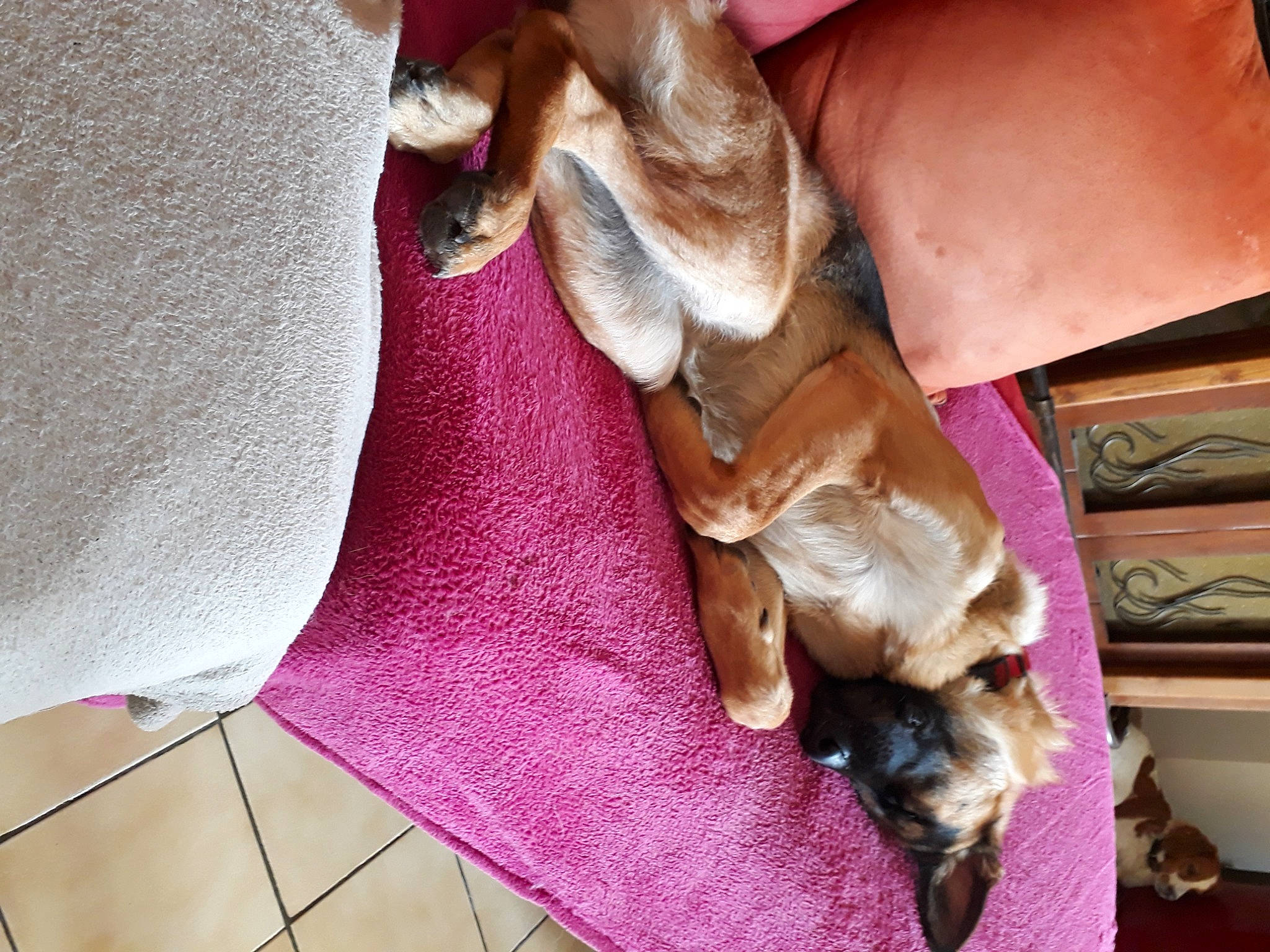 Rocky participe au concours pour gagner de l'argent avec cette photo : carnivore, chihuahua, comfort, companion_dog, dog, dog_breed, fawn, felidae, fur, human_leg, liver, paw, pink, small_to_medium_sized_cats, snout, sporting_group, tail, toy_dog, whiskers, working_animal