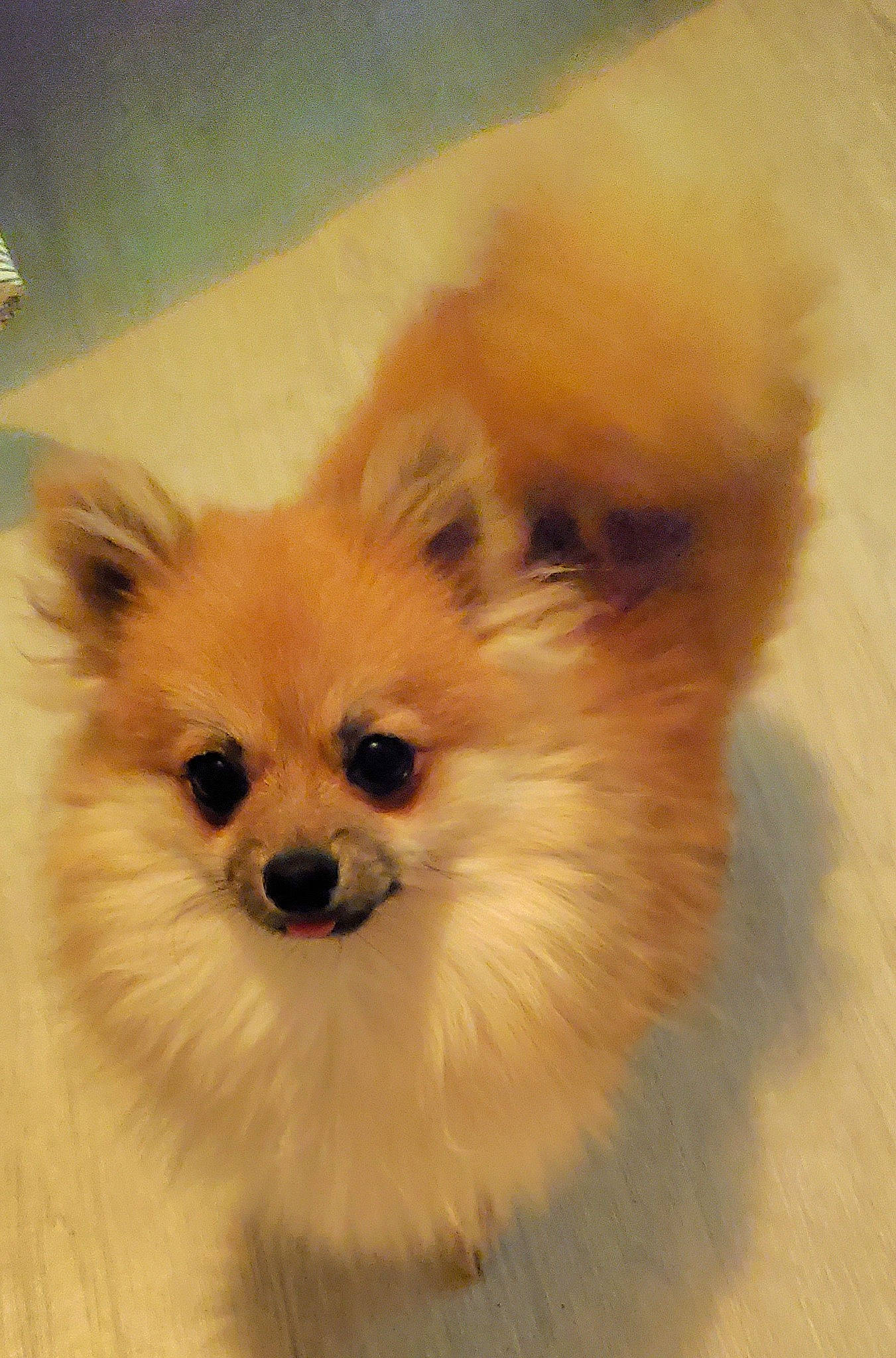 Tiny participe au concours pour gagner de l'argent avec cette photo : canidae, carnivore, companion_dog, corgi_chihuahua, dog, dog_breed, ear, fawn, fur, german_spitz, german_spitz_klein, german_spitz_mittel, pomeranian, snout, spitz, sporting_group, toy_dog, volpino_italiano, whiskers, working_animal