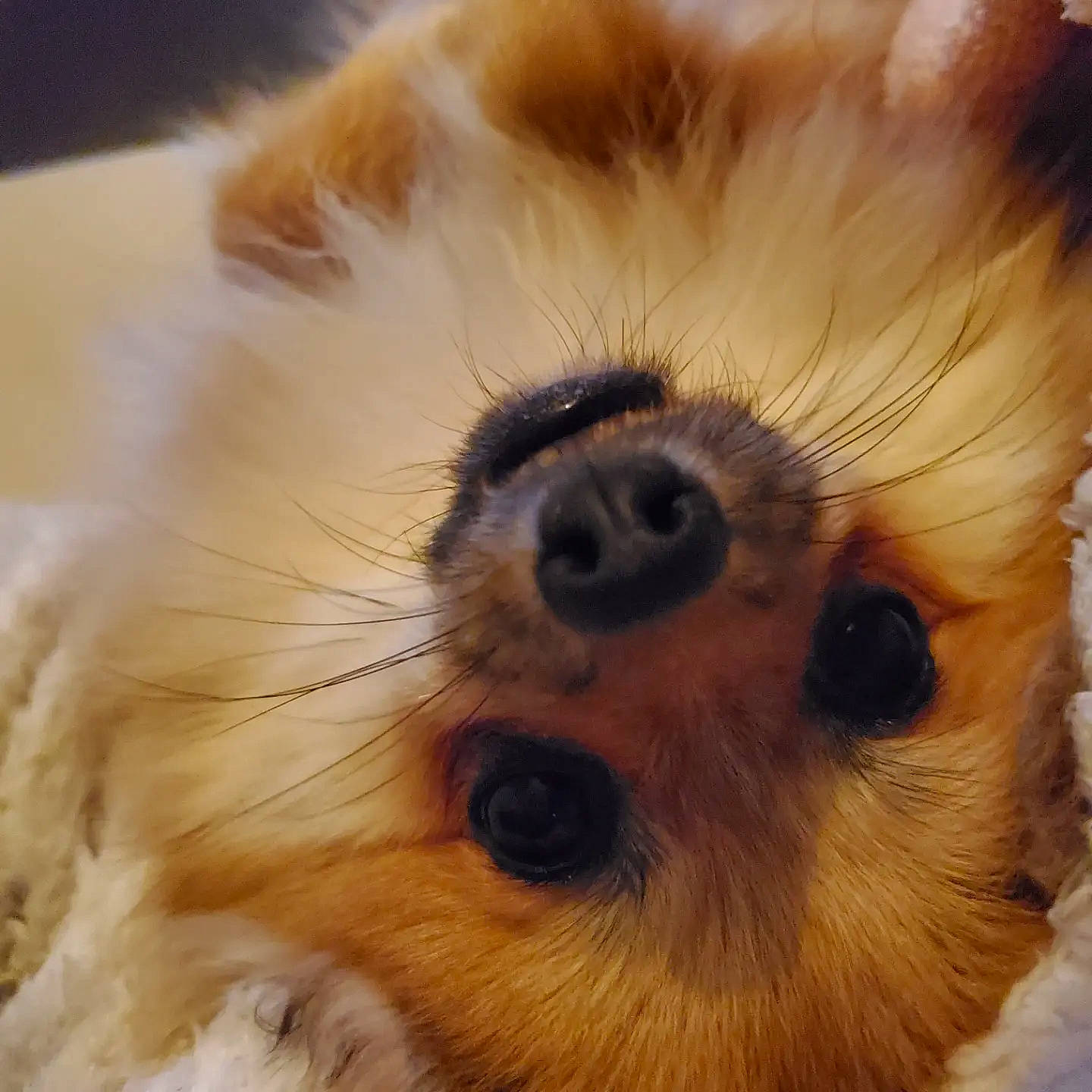 Tiny a rejoint le concours — aidez-le/la à gagner de superbes lots ! carnivore, close_up, companion_dog, dog, dog_breed, ear, eye, eyelash, fawn, fur, hair, iris, nose, paw, snout, sporting_group, terrier, toy_dog, whiskers, working_animal