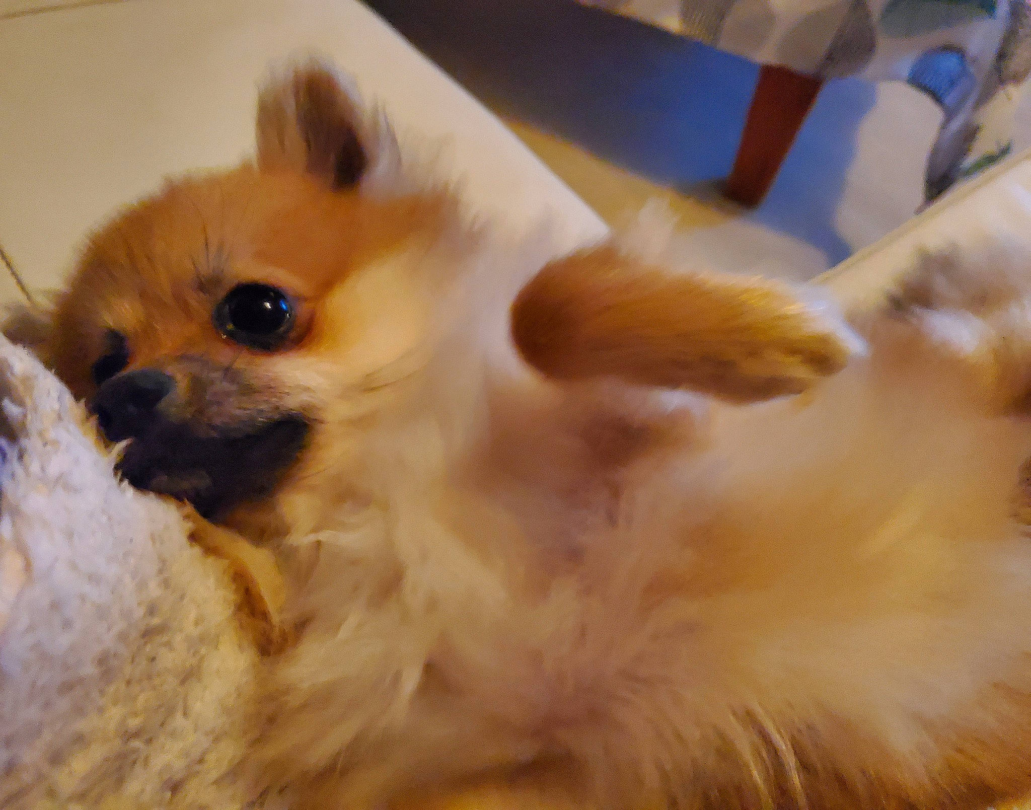 Tiny a rejoint le concours — aidez-le/la à gagner de superbes lots ! canidae, carnivore, companion_dog, corgi_chihuahua, dog, dog_breed, fawn, fur, non_sporting_group, paw, snout, spitz, sporting_group, terrestrial_animal, tibetan_spaniel, toy_dog, volpino_italiano, whiskers, working_animal