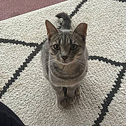 Thelma joined the competition — help win amazing prizes! cat, tabby_cat, gray_cat, pet, animal, indoor, carpet, rug, geometric_pattern, curious, looking_up, whiskers, ears, tail, paws, floor, cozy, home, texture, slipper