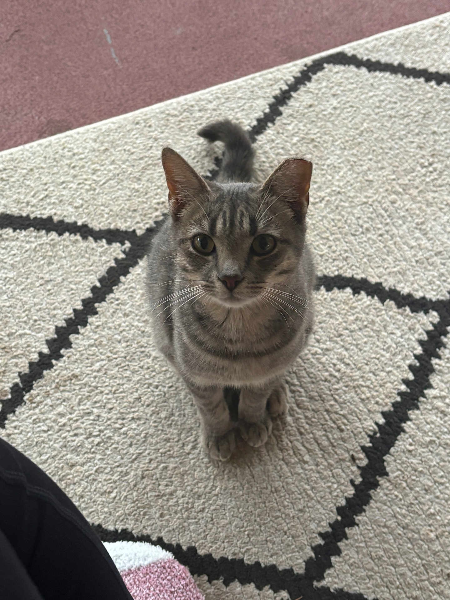 Thelma joined the competition — help win amazing prizes! cat, tabby_cat, gray_cat, pet, animal, indoor, carpet, rug, geometric_pattern, curious, looking_up, whiskers, ears, tail, paws, floor, cozy, home, texture, slipper