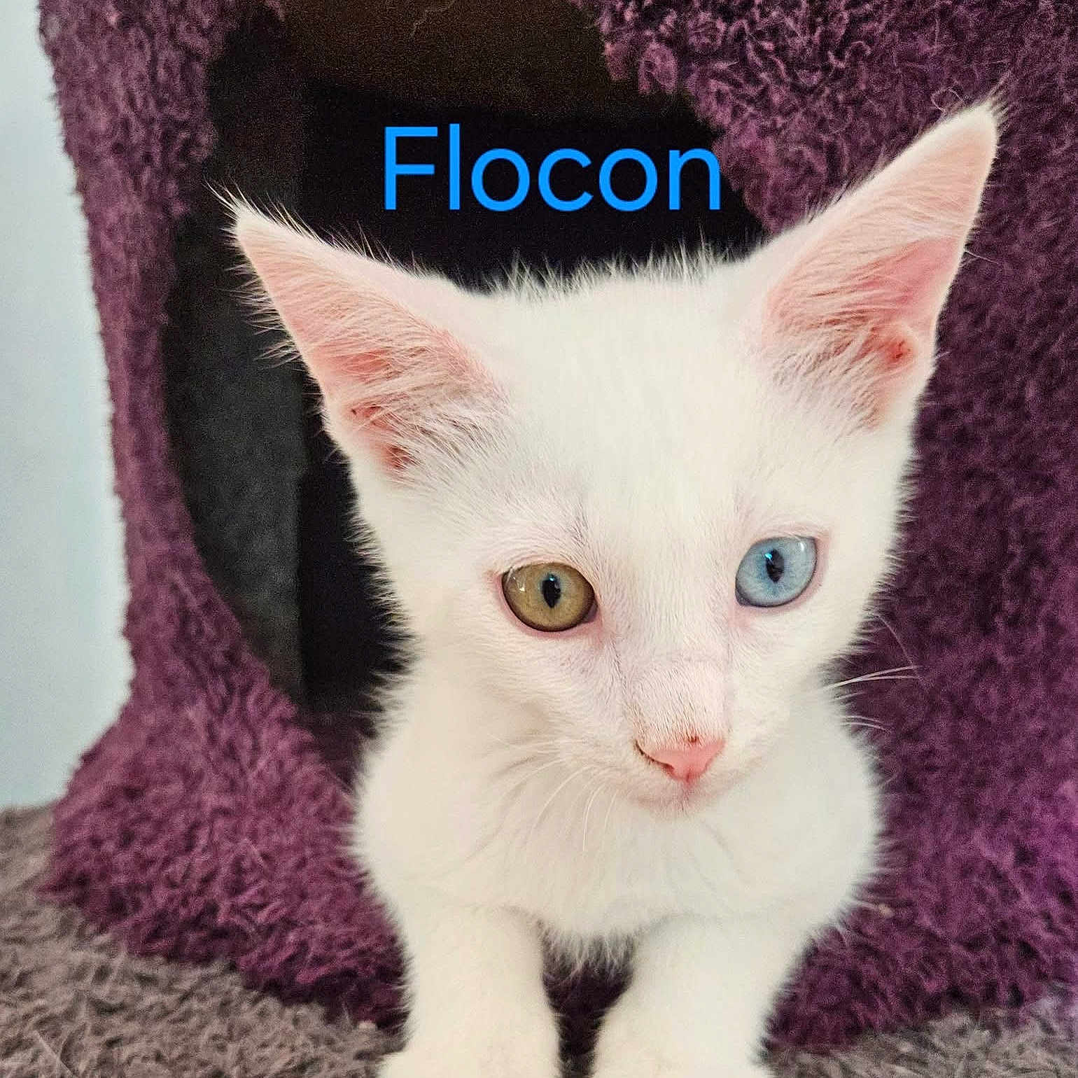 Flocon