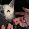 Flocon a rejoint le concours — aidez-le/la à gagner de superbes lots ! kitten, cat, heterochromia, white_fur, hands, rings, pet_carrier, curious, closeup, indoor, portrait, animal, cute, feline, domestic_cat, pet, face, looking, young, soft_light