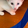 Flocon a rejoint le concours — aidez-le/la à gagner de superbes lots ! cat, kitten, white_cat, heterochromia, blue_eye, green_eye, pet, animal, floor, wooden_floor, furniture, curious, pink_nose, paw, indoor, close_up, blue_strap, texture, looking, cute