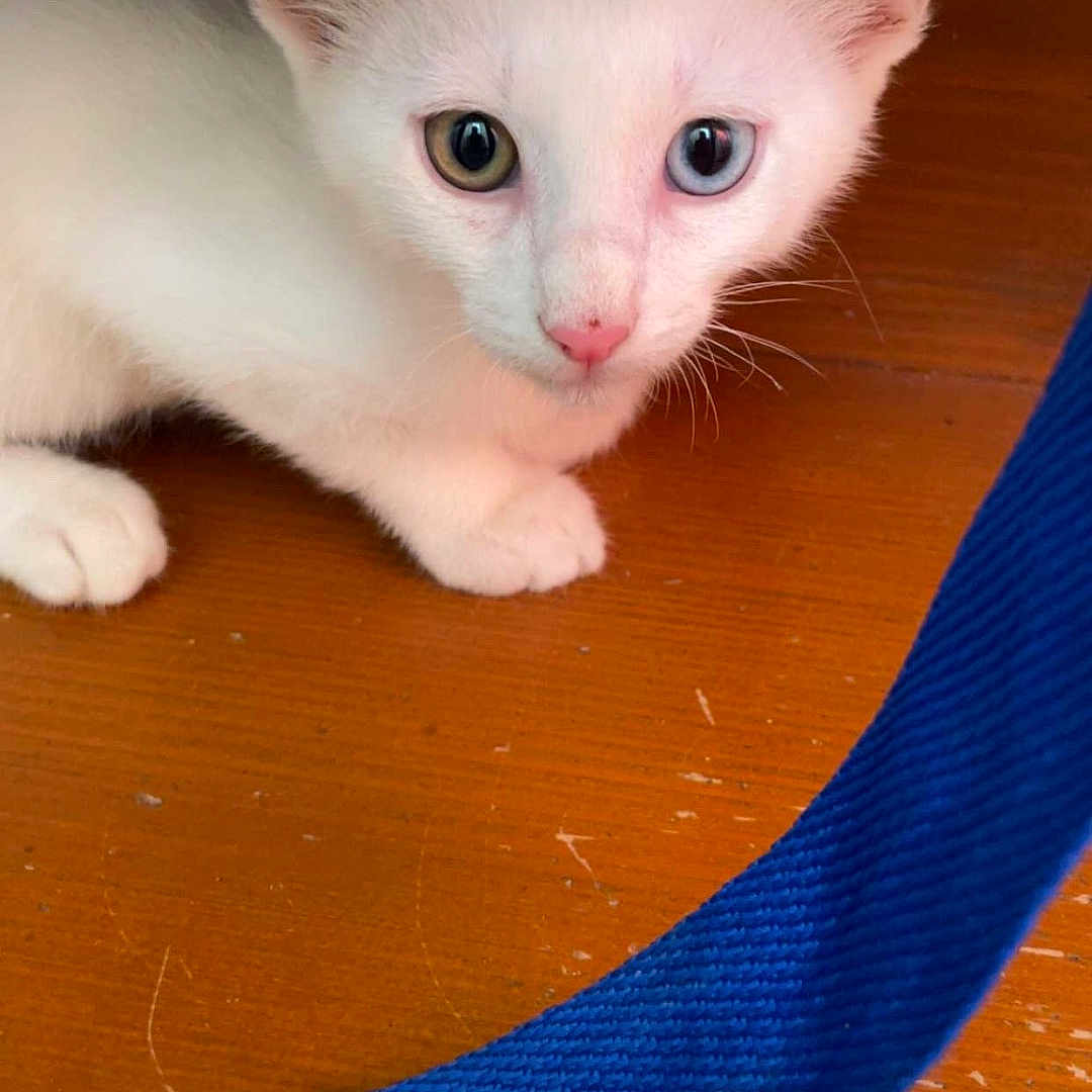 Flocon a rejoint le concours — aidez-le/la à gagner de superbes lots ! cat, kitten, white_cat, heterochromia, blue_eye, green_eye, pet, animal, floor, wooden_floor, furniture, curious, pink_nose, paw, indoor, close_up, blue_strap, texture, looking, cute