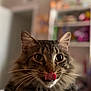 cat, tabby, indoor, tongue_out, close_up, whiskers, fur, pet, animal, domestic, face, ears, eyes, collar, bedroom, shelf, blurred_background, cute, relaxed, feline