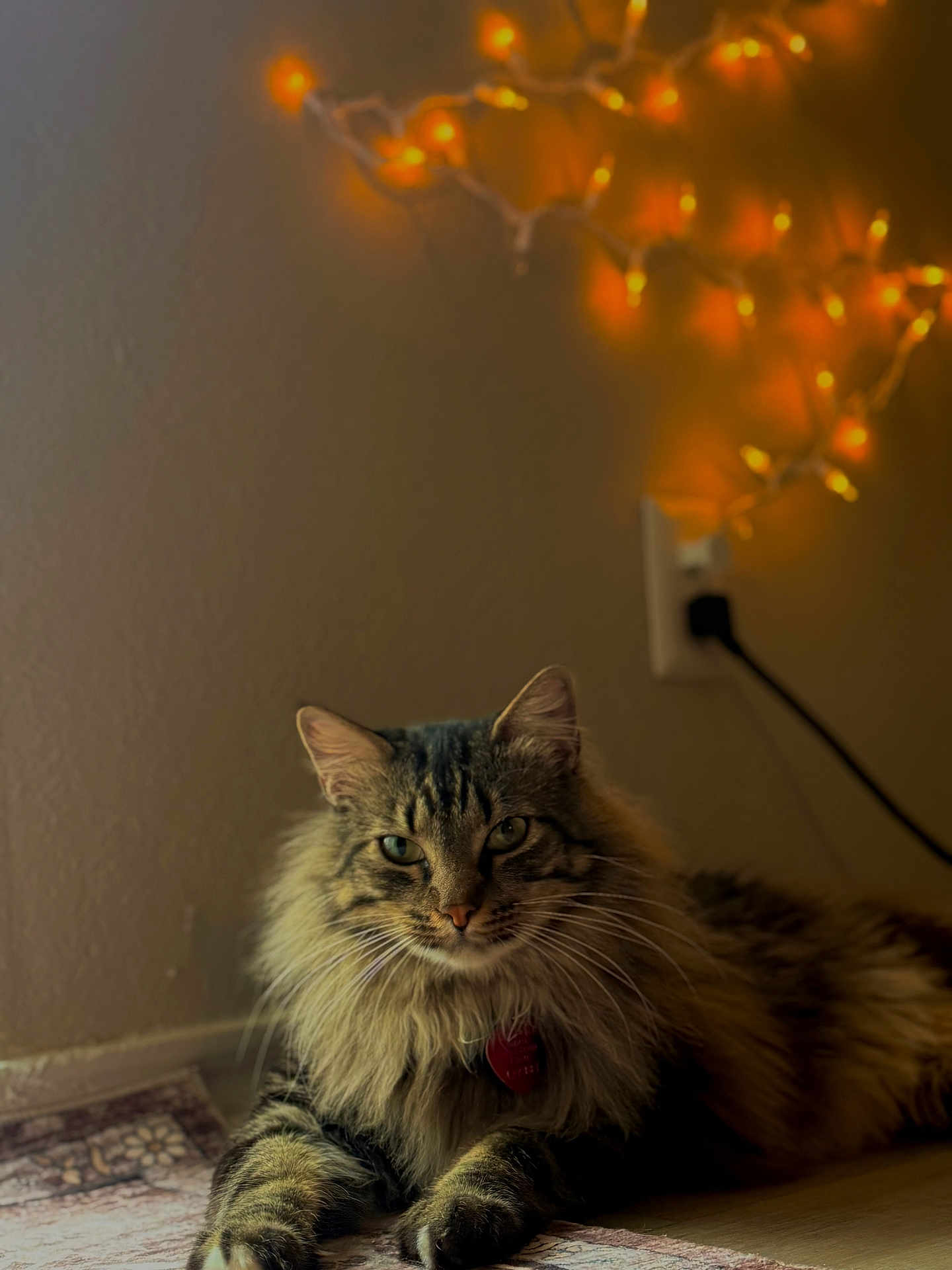 Socks is registered to the contest to win money with this photo: cat, fluffy, tabby, indoor, animal, pet, fur, whiskers, relaxed, lying_down, floor, lighting, decor, wall, electric_outlet, string_lights, cozy, home, portrait, closeup