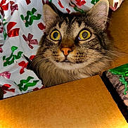 Socks joined the competition — help win amazing prizes! cat, tabby, cardboard_box, wrapping_paper, holiday, curious, wide_eyes, indoor, pet, feline, whiskers, fur, closeup, face, cute, animal, christmas, decor, playful, surprised