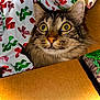 cat, tabby, cardboard_box, wrapping_paper, holiday, curious, wide_eyes, indoor, pet, feline, whiskers, fur, closeup, face, cute, animal, christmas, decor, playful, surprised