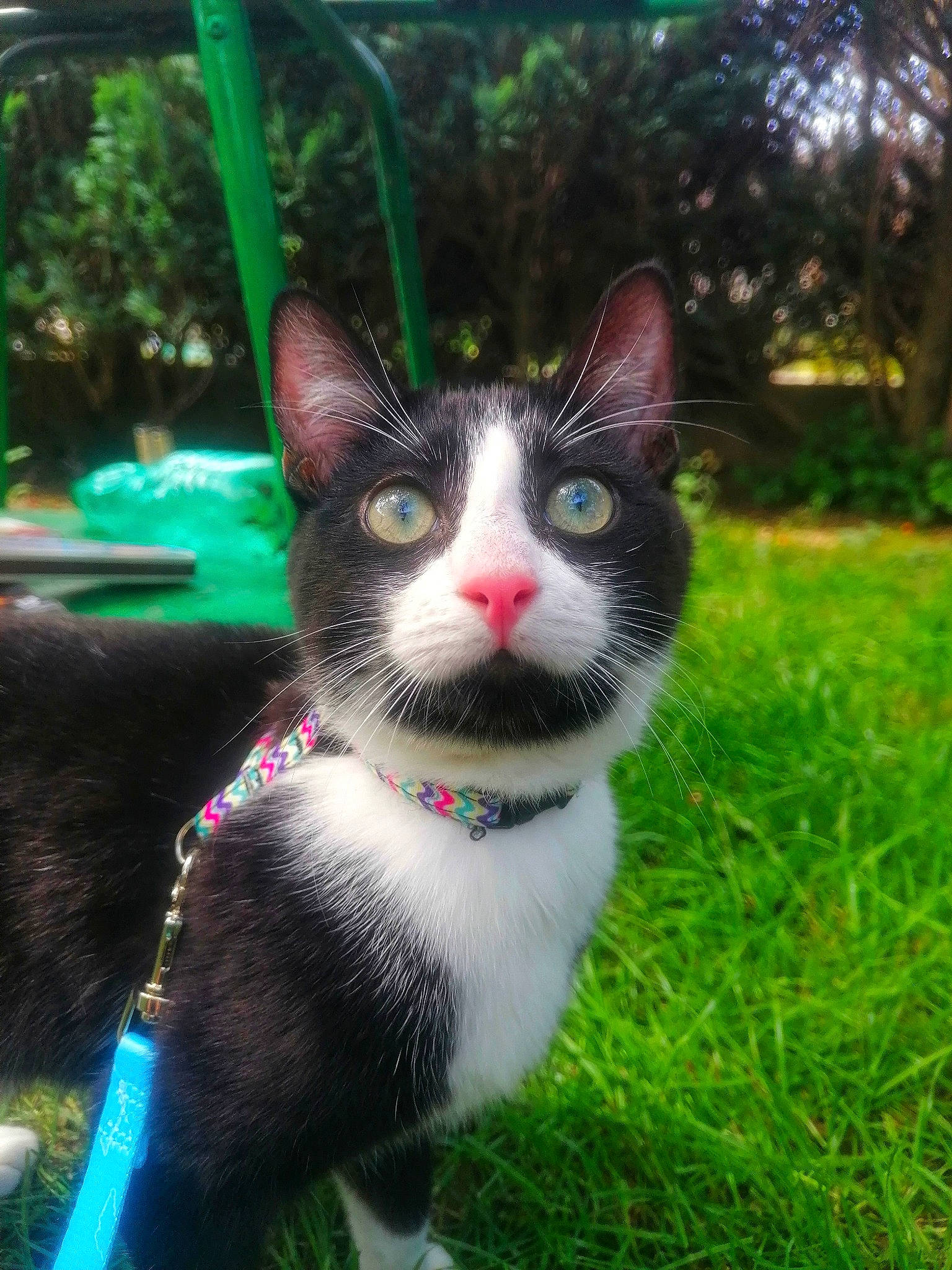 Joy a rejoint le concours — aidez-le/la à gagner de superbes lots ! carnivore, cat, collar, domestic_short_haired_cat, felidae, fur, grass, paw, photo_caption, plant, small_to_medium_sized_cats, snout, sunlight, tail, terrestrial_animal, tree, whiskers, window