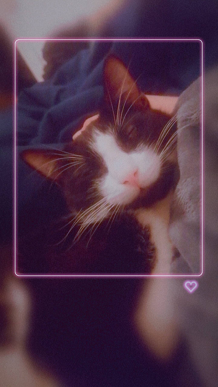 Joy a rejoint le concours — aidez-le/la à gagner de superbes lots ! carnivore, cat, cloud, comfort, domestic_short_haired_cat, felidae, fur, leg, meteorological_phenomenon, organism, paw, photo_caption, plant, sky, small_to_medium_sized_cats, snout, tail, vertebrate, whiskers, window