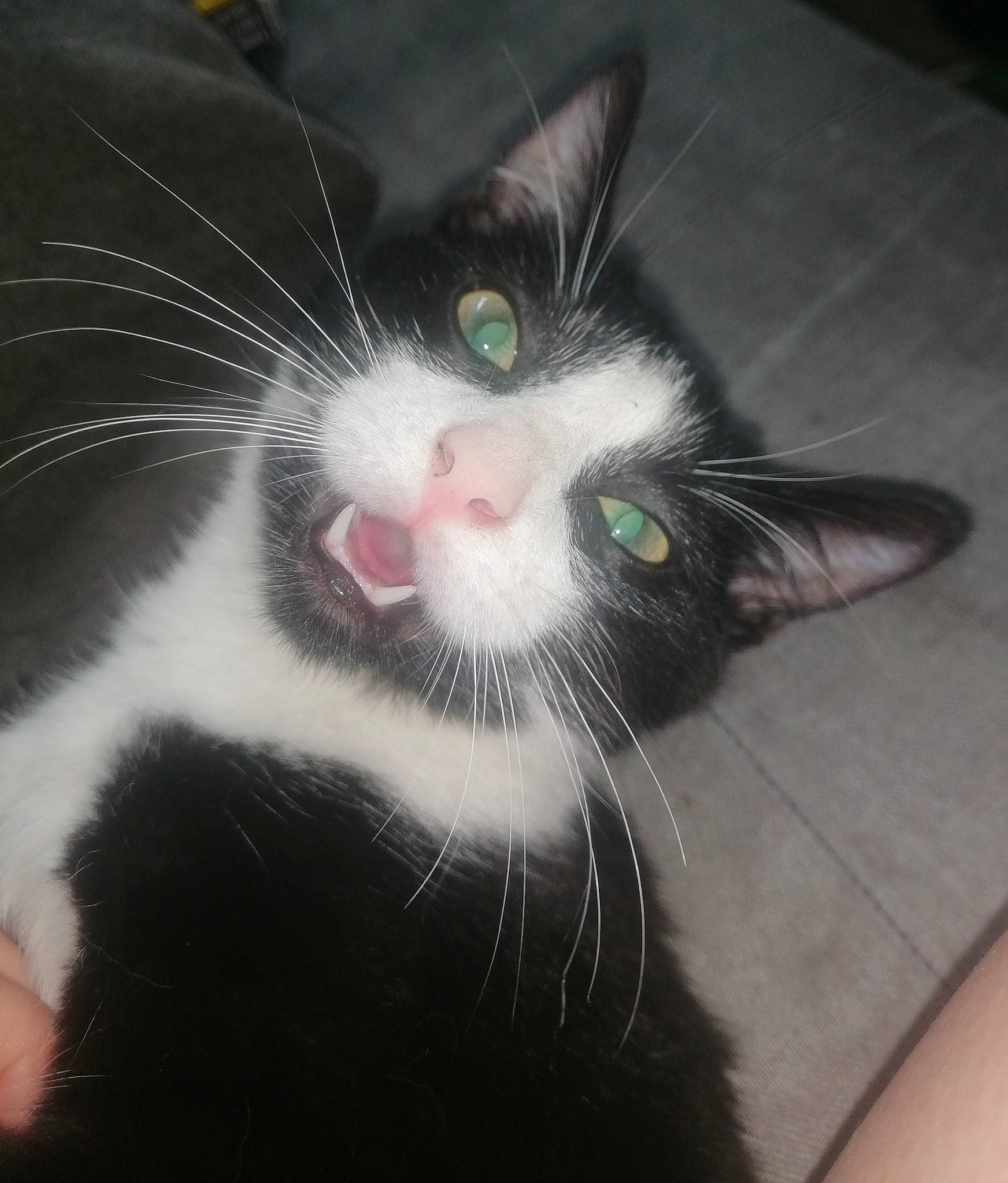 Joy a rejoint le concours — aidez-le/la à gagner de superbes lots ! black_cat, carnivore, cat, claw, domestic_short_haired_cat, felidae, flooring, foot, fur, paw, photo_caption, small_to_medium_sized_cats, snout, tail, whiskers, window