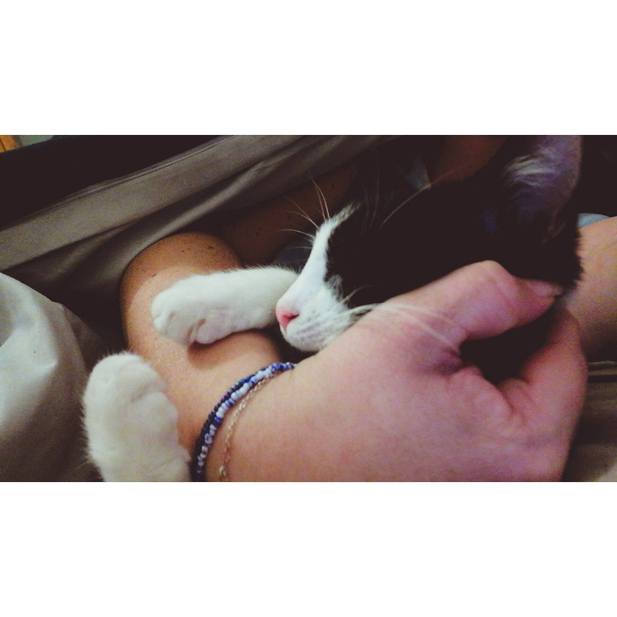 Joy participe au concours pour gagner de l'argent avec cette photo : carnivore, cat, claw, comfort, domestic_short_haired_cat, fashion_accessory, felidae, finger, fur, gesture, human_leg, metal, nail, paw, small_to_medium_sized_cats, snout, tail, thumb, whiskers, wrist
