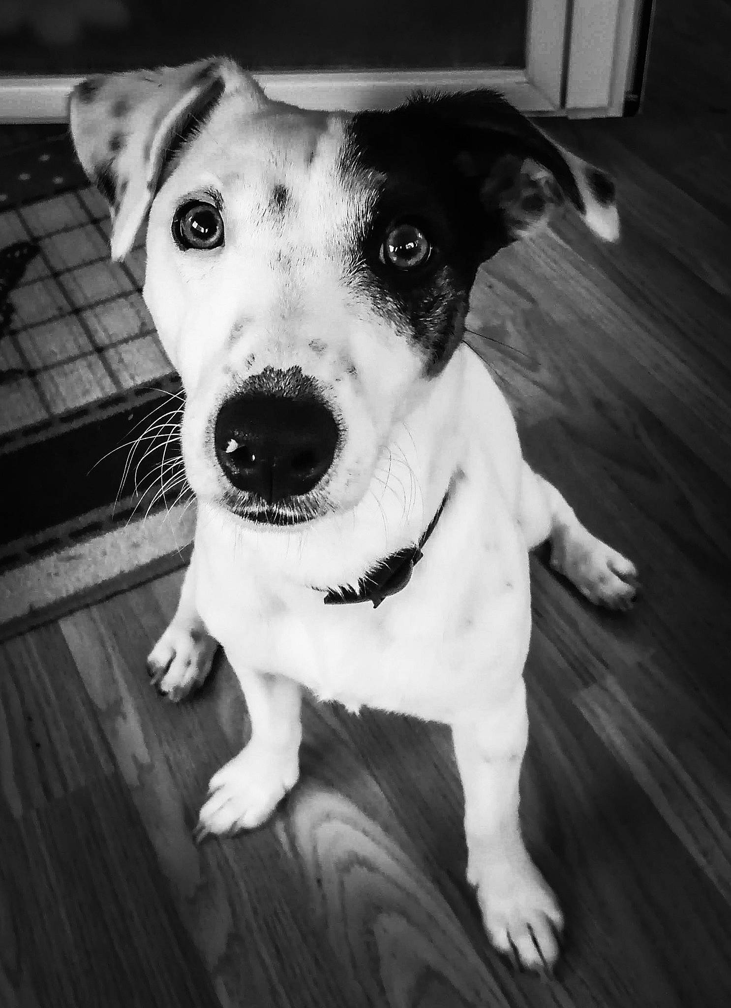 Eden participe au concours pour gagner de l'argent avec cette photo : black, black_and_white, carnivore, collar, companion_dog, dog, dog_breed, dog_collar, fawn, flash_photography, fur, happy, leash, monochrome, monochrome_photography, pet_supply, style, whiskers, wood, working_animal