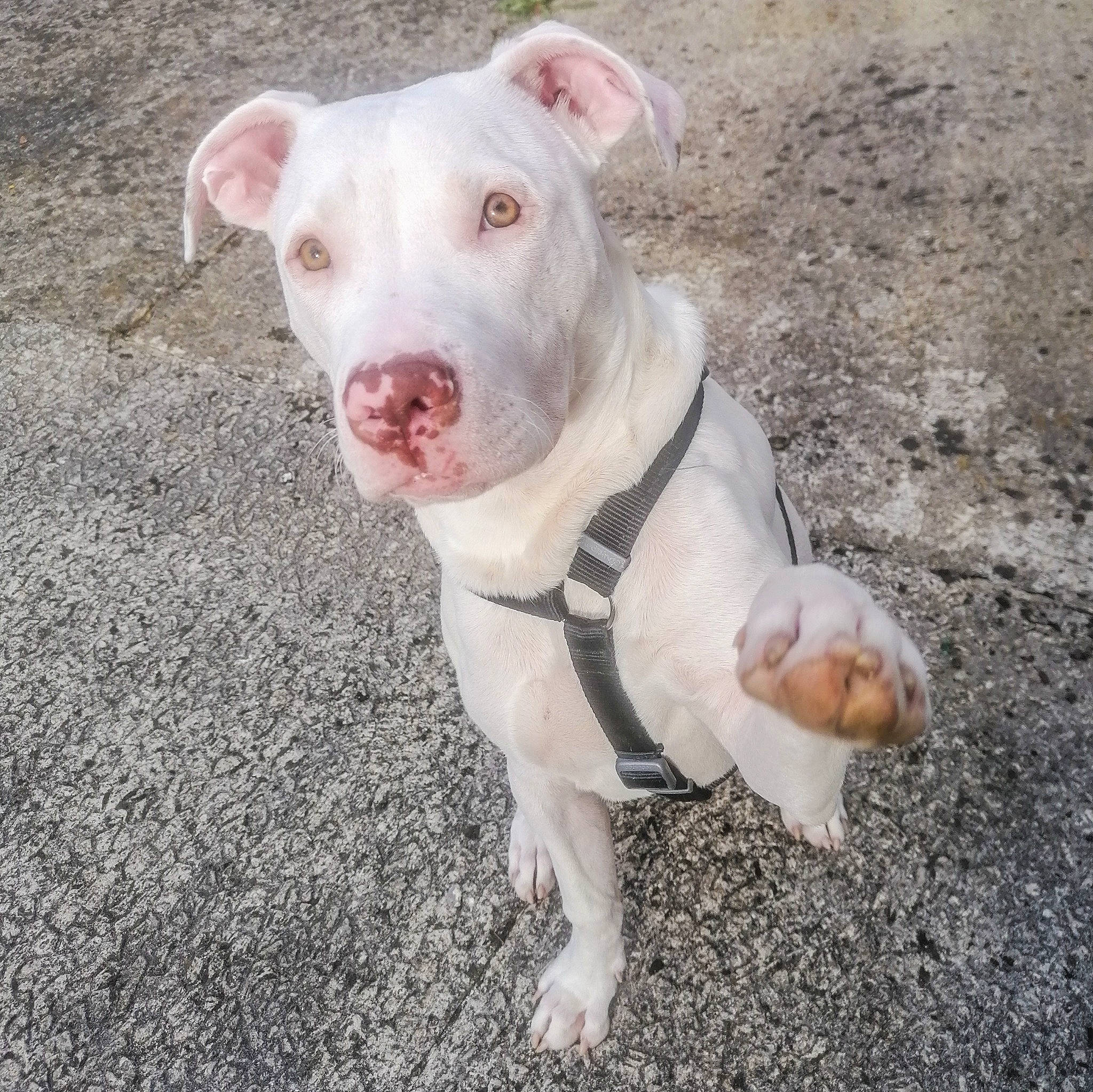 Taz participe au concours pour gagner de l'argent avec cette photo : carnivore, companion_dog, corgi_chihuahua, dog, dog_breed, fawn, liquid, non_sporting_group, snout, sporting_group, terrestrial_animal