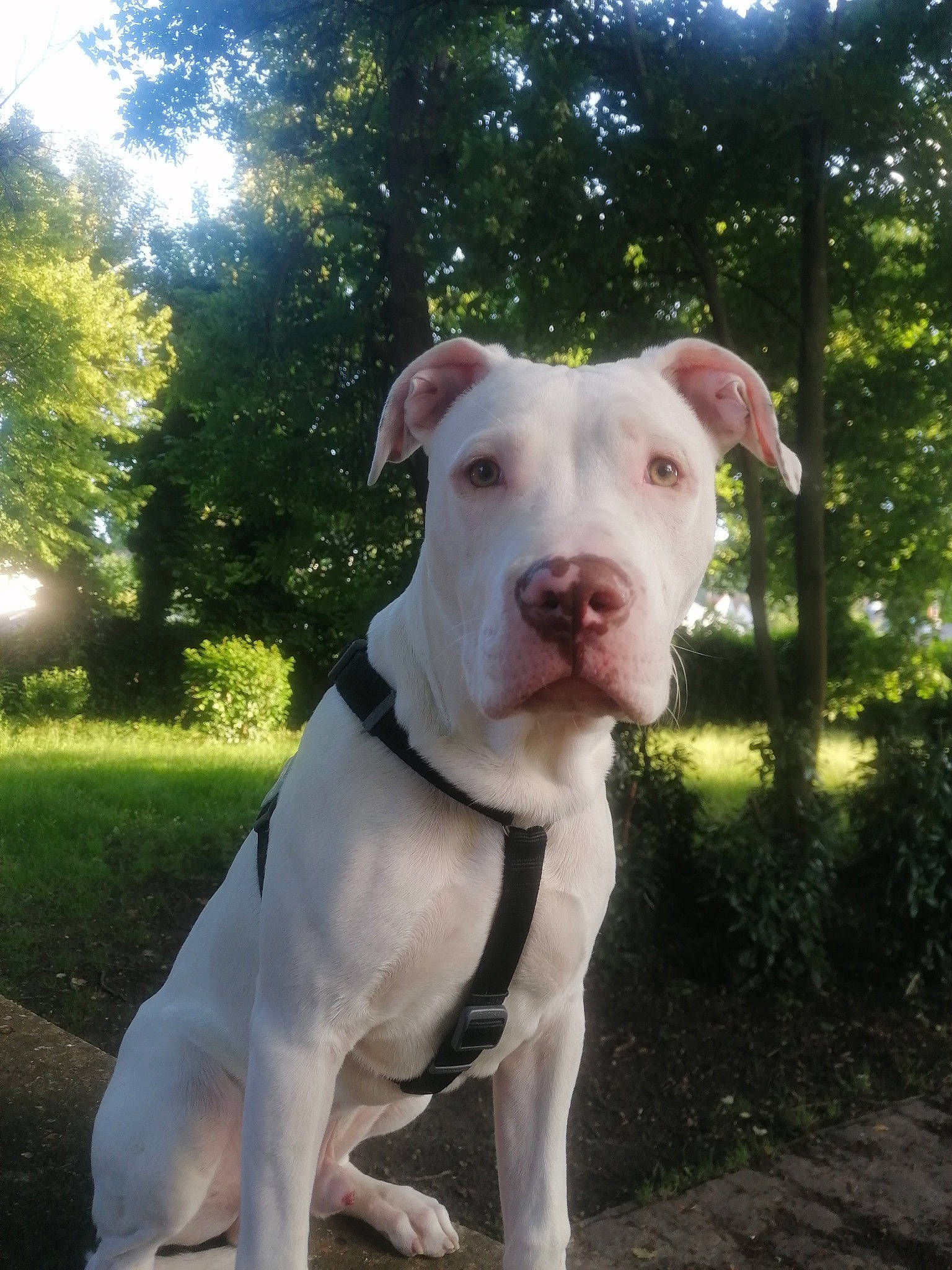 Taz participe au concours pour gagner de l'argent avec cette photo : canidae, carnivore, collar, companion_dog, dog, dog_breed, dog_collar, dog_supply, dogo_guatemalteco, fawn, grass, non_sporting_group, pet_supply, plant, snout, sporting_group, tail, tree, whiskers, working_animal