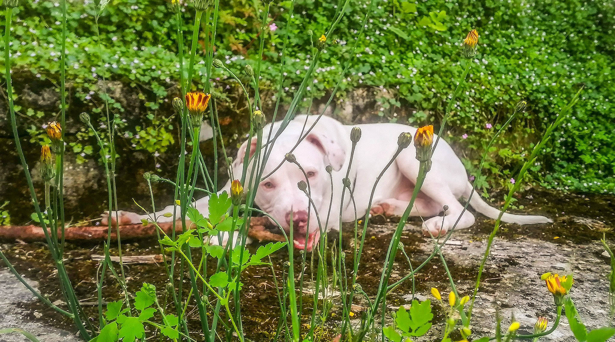 Taz a rejoint le concours — aidez-le/la à gagner de superbes lots ! botany, carnivore, companion_dog, dog, dog_breed, fawn, flower, flowering_plant, grass, grass_family, grassland, groundcover, landscape, meadow, natural_landscape, people_in_nature, plant, sporting_group, terrestrial_animal, vegetation