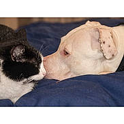 Taz participe au concours pour gagner de l'argent avec cette photo : cat, dog, pet, nose_touching, black_and_white_cat, white_dog, bed, blanket, close_up, cuddle, friendship, whiskers, collar, domestic, sleepy, indoors, animal_pair, portrait, fur, muzzle