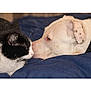 cat, dog, pet, nose_touching, black_and_white_cat, white_dog, bed, blanket, close_up, cuddle, friendship, whiskers, collar, domestic, sleepy, indoors, animal_pair, portrait, fur, muzzle