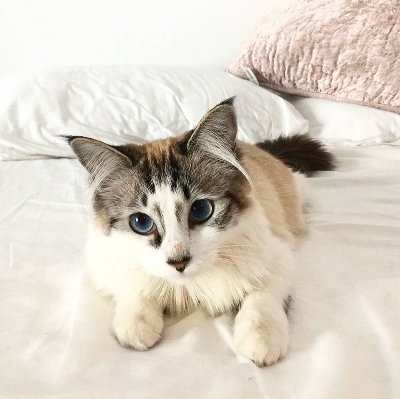 Katsu joined the competition — help win amazing prizes! carnivore, cat, claw, comfort, domestic_short_haired_cat, felidae, foot, fur, linens, paw, sitting, small_to_medium_sized_cats, snout, tail, toe, whiskers