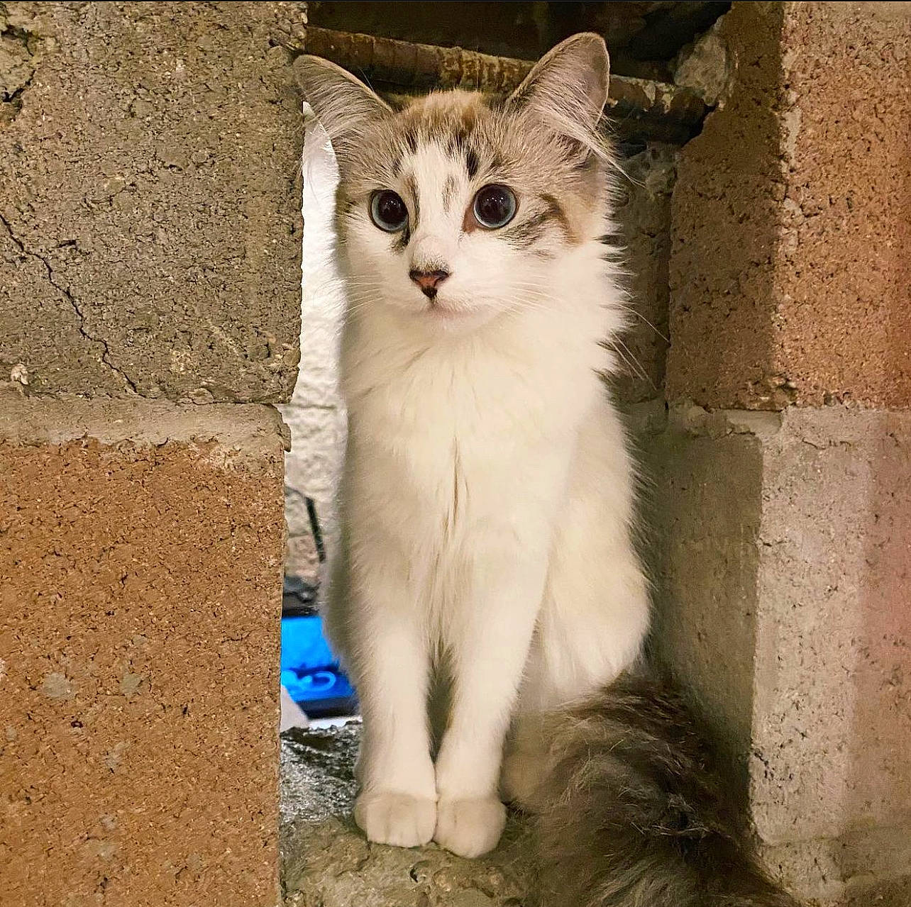 Katsu joined the competition — help win amazing prizes! carnivore, cat, claw, domestic_short_haired_cat, door, eye, fawn, felidae, foot, fur, gesture, paw, photo_caption, sitting, small_to_medium_sized_cats, snout, tail, terrestrial_animal, whiskers, window