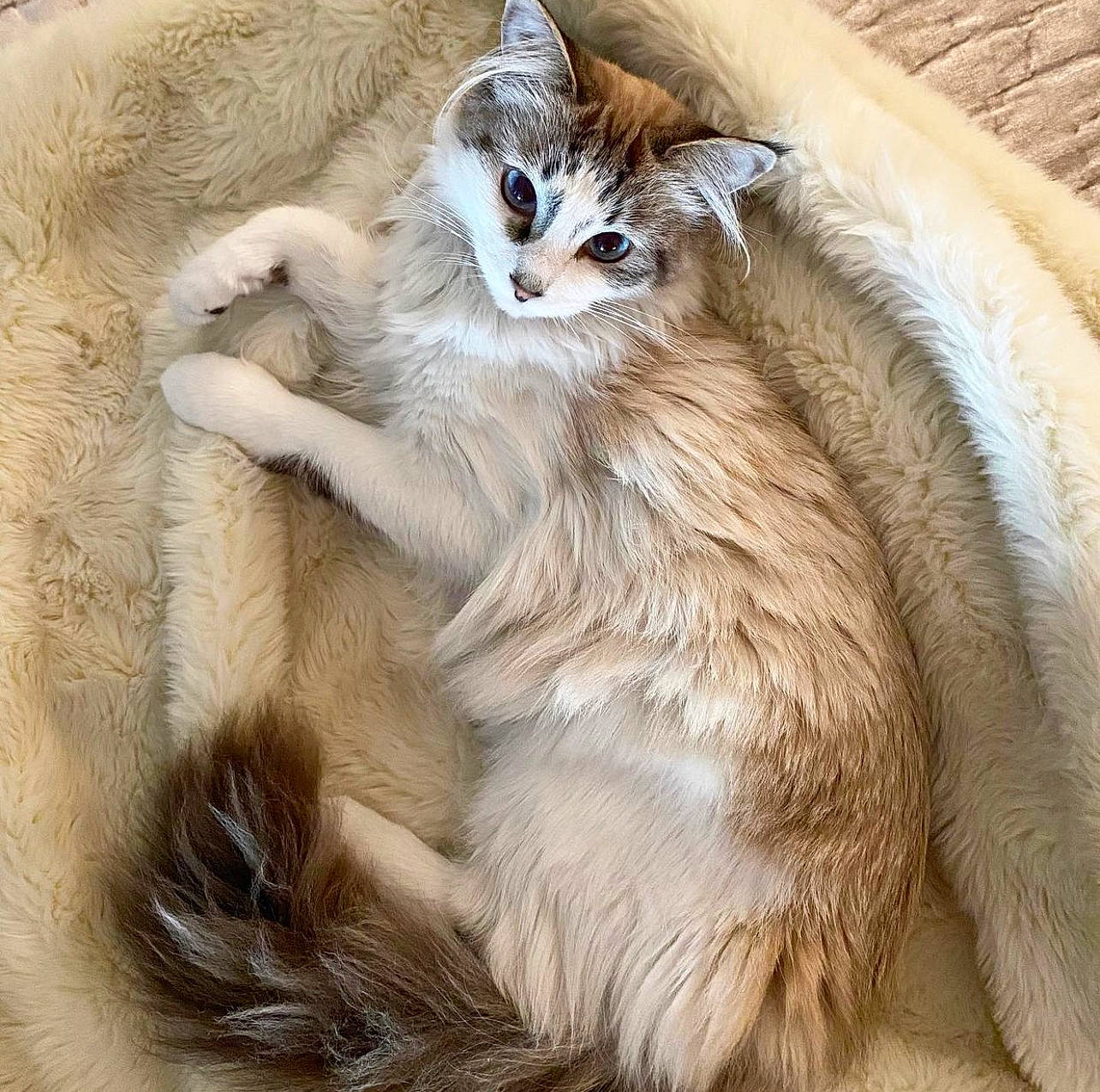 Katsu joined the competition — help win amazing prizes! carnivore, cat, cat_supply, claw, comfort, fawn, felidae, fur, maine_coon, paw, small_to_medium_sized_cats, tail, terrestrial_animal, whiskers