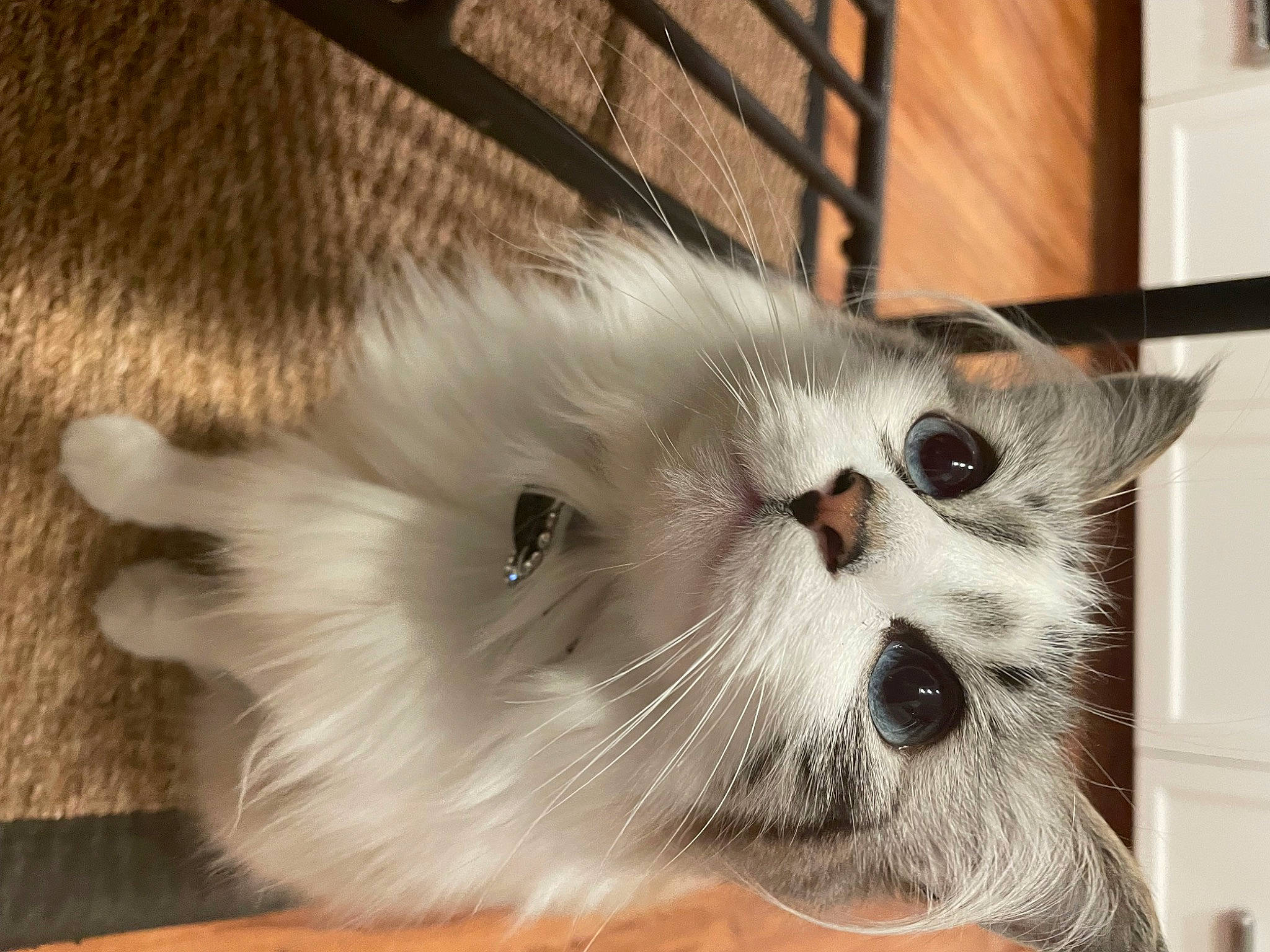 Katsu is registered to the contest to win money with this photo: carnivore, cat, domestic_short_haired_cat, eye, fawn, felidae, flooring, fur, paw, small_to_medium_sized_cats, whiskers, wood