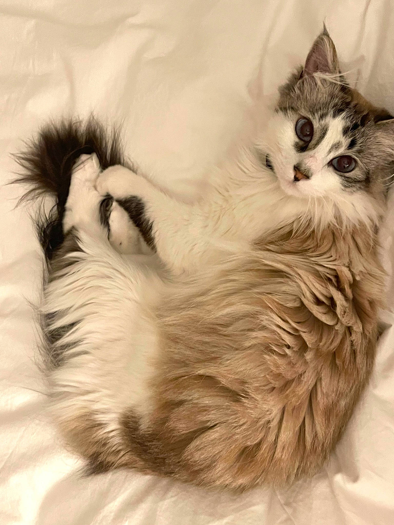 Katsu is registered to the contest to win money with this photo: british_longhair, carnivore, cat, cat_bed, claw, comfort, fang, felidae, fur, gesture, iris, monochrome, monochrome_photography, paw, ragdoll, small_to_medium_sized_cats, snout, tail, terrestrial_animal, whiskers