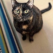 Kitty Bean is registered to the contest to win money with this photo: cat, tortoiseshell, pet, animal, indoor, carpet, striped_rug, fur, yellow_eyes, looking_up, whiskers, cute, curious, sitting, domestic_cat, close_up, feline, mammal, home, portrait