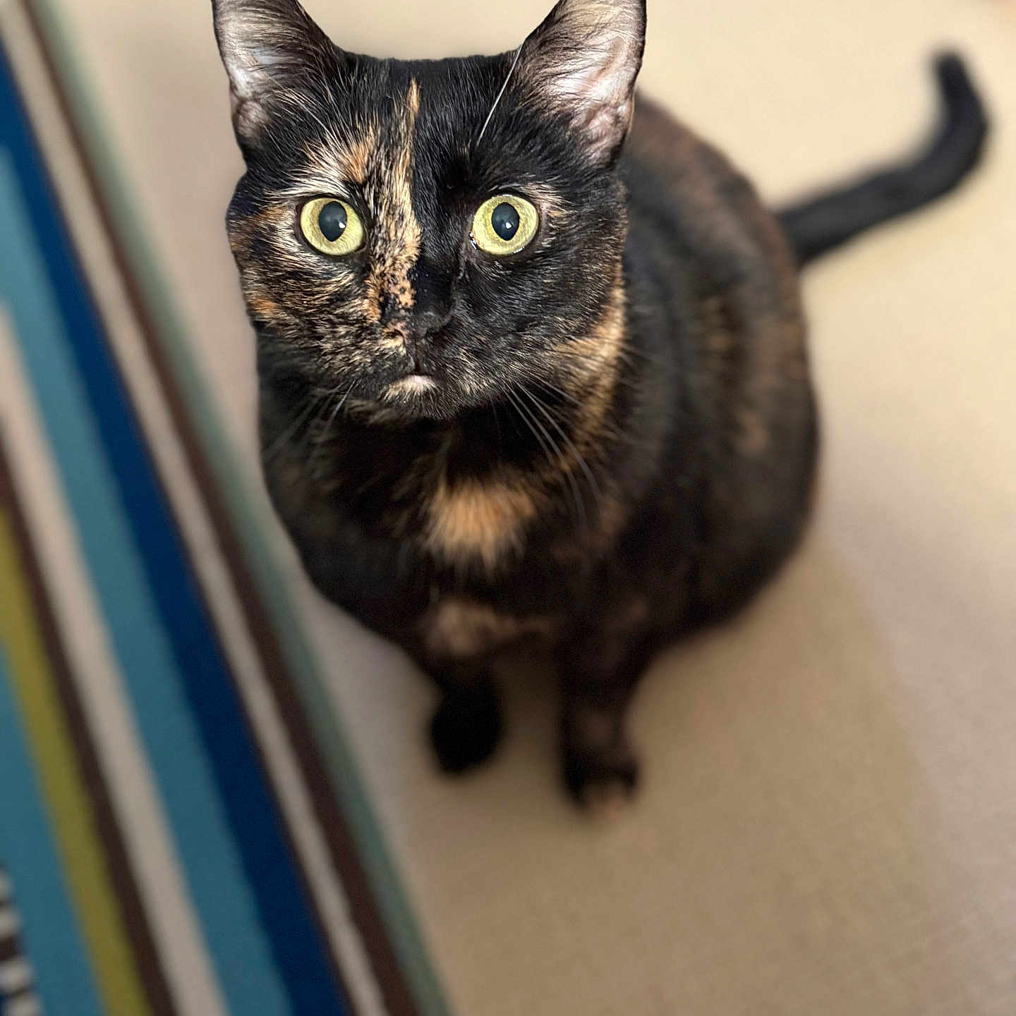 Kitty Bean is registered to the contest to win money with this photo: animal, carpet, cat, close_up, curious, cute, domestic_cat, feline, fur, home, indoor, looking_up, mammal, pet, portrait, sitting, striped_rug, tortoiseshell, whiskers, yellow_eyes
