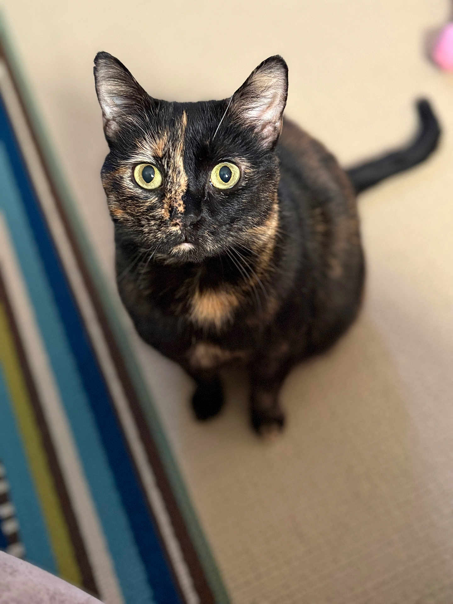Kitty Bean is registered to the contest to win money with this photo: cat, tortoiseshell, pet, animal, indoor, carpet, striped_rug, fur, yellow_eyes, looking_up, whiskers, cute, curious, sitting, domestic_cat, close_up, feline, mammal, home, portrait