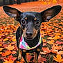dog, animal, pet, autumn, fall_leaves, outdoor, forest, nature, black_dog, tan_markings, bandana, cute, ears, portrait, canine, grass, seasonal, leaf_litter, colorful, curious