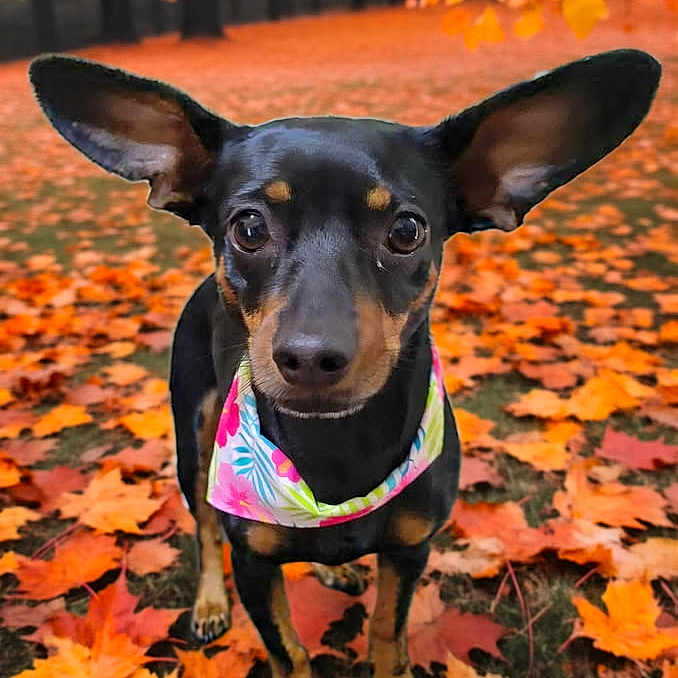 Lillie Bean is registered to the contest to win money with this photo: animal, autumn, bandana, black_dog, canine, colorful, curious, cute, dog, ears, fall_leaves, forest, grass, leaf_litter, nature, outdoor, pet, portrait, seasonal, tan_markings