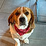 dog, beagle, bandana, red_bandana, pet, indoor, floor, tile_floor, looking_up, cute, animal, mammal, ears, snout, fur, brown_and_white, domestic_animal, companion, sitting, portrait