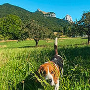 Tango a rejoint le concours — aidez-le/la à gagner de superbes lots ! animal, beagle, blue_sky, canine, curious, daylight, dog, field, grass, greenery, meadow, mountains, nature, outdoor, pet, summer, sunny, tail, trees, walking