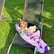 Tango a rejoint le concours — aidez-le/la à gagner de superbes lots ! dog, puppy, beagle, chair, towel, water_bowl, outdoor, grass, sunlight, pet, leash, metal_frame, relaxing, summer, nature, animal, cute, canine, resting, garden