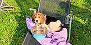 Tango a rejoint le concours — aidez-le/la à gagner de superbes lots ! animal, beagle, canine, chair, cute, dog, garden, grass, leash, metal_frame, nature, outdoor, pet, puppy, relaxing, resting, summer, sunlight, towel, water_bowl