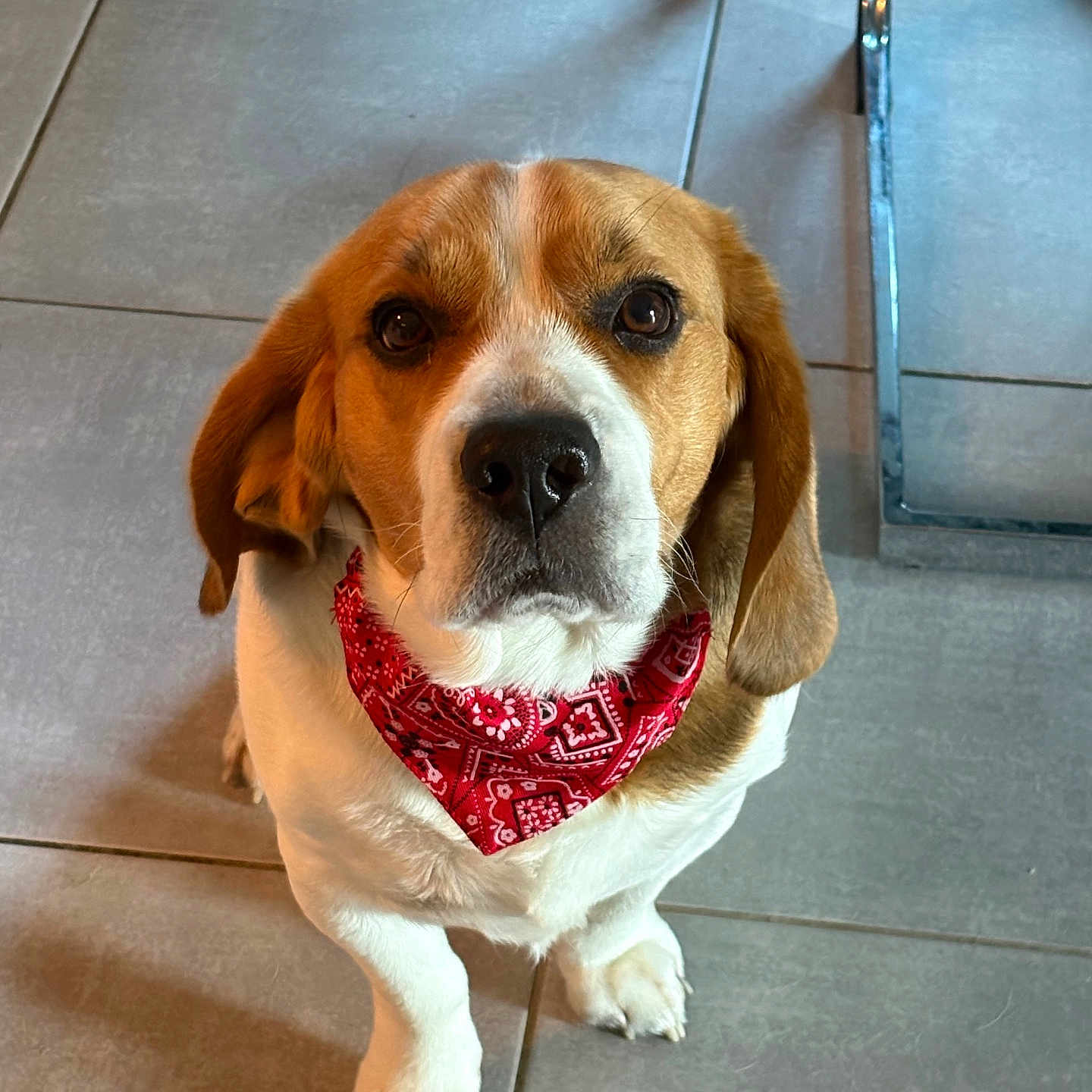 Tango a rejoint le concours — aidez-le/la à gagner de superbes lots ! adorable, animal, bandana, beagle, brown, canine, companion, cute, dog, domestic, ears, friendly, indoor, looking_up, mammal, paw, pet, sitting, tile_floor, white