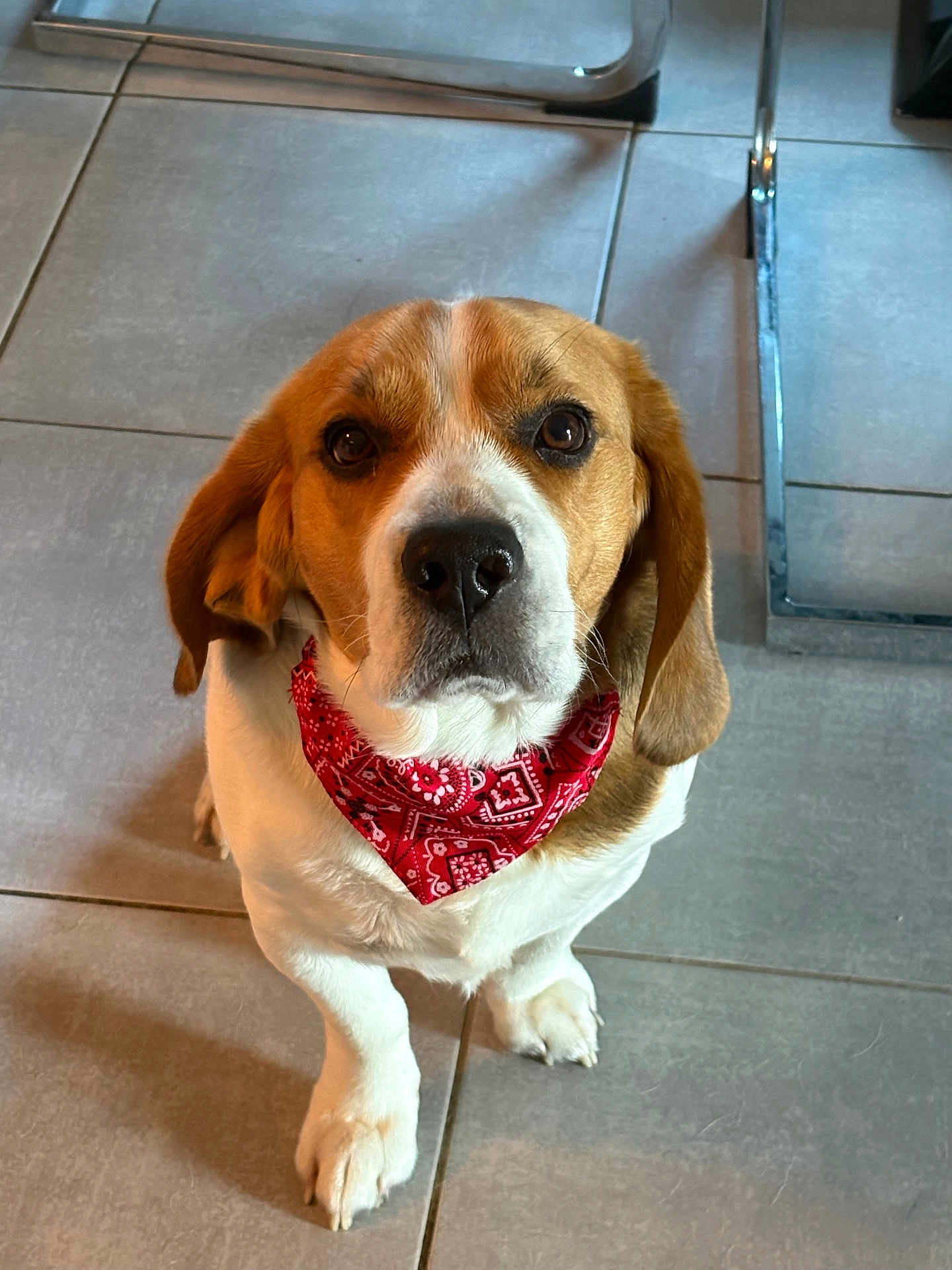 Tango a rejoint le concours — aidez-le/la à gagner de superbes lots ! dog, beagle, bandana, pet, animal, indoor, tile_floor, brown, white, cute, sitting, looking_up, ears, paw, canine, companion, domestic, friendly, adorable, mammal