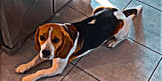 Tango a rejoint le concours — aidez-le/la à gagner de superbes lots ! dog, beagle, floor, tile_floor, kitchen, cabinet, stainless_steel, sunlight, reflection, pet, indoor, animal, looking_up, brown, white, black, ears, paws, tail, domestic