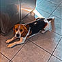 dog, beagle, floor, tile_floor, kitchen, cabinet, stainless_steel, sunlight, reflection, pet, indoor, animal, looking_up, brown, white, black, ears, paws, tail, domestic