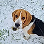 Tango participe au concours pour gagner de l'argent avec cette photo : dog, beagle, snow, grass, outdoor, pet, animal, winter, canine, fur, leash, white, brown, black, ears, snout, portrait, looking_up, cute, nature