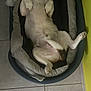 Tango participe au concours pour gagner de l'argent avec cette photo : dog, pet_bed, relaxed, lying_down, tiled_floor, yellow_wall, indoor, canine, white_fur, brown_fur, paw, ears, nose, bed, comfort, resting, animal, cute, domestic_animal, sleepy